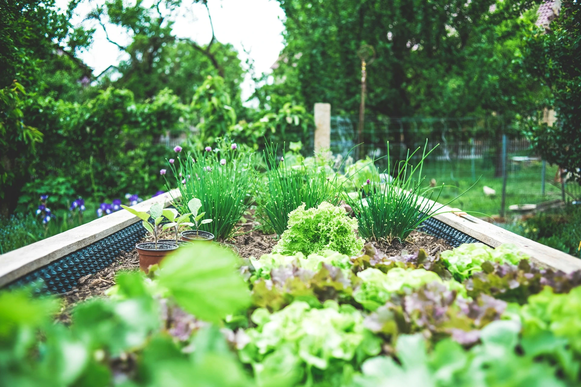 garden bed