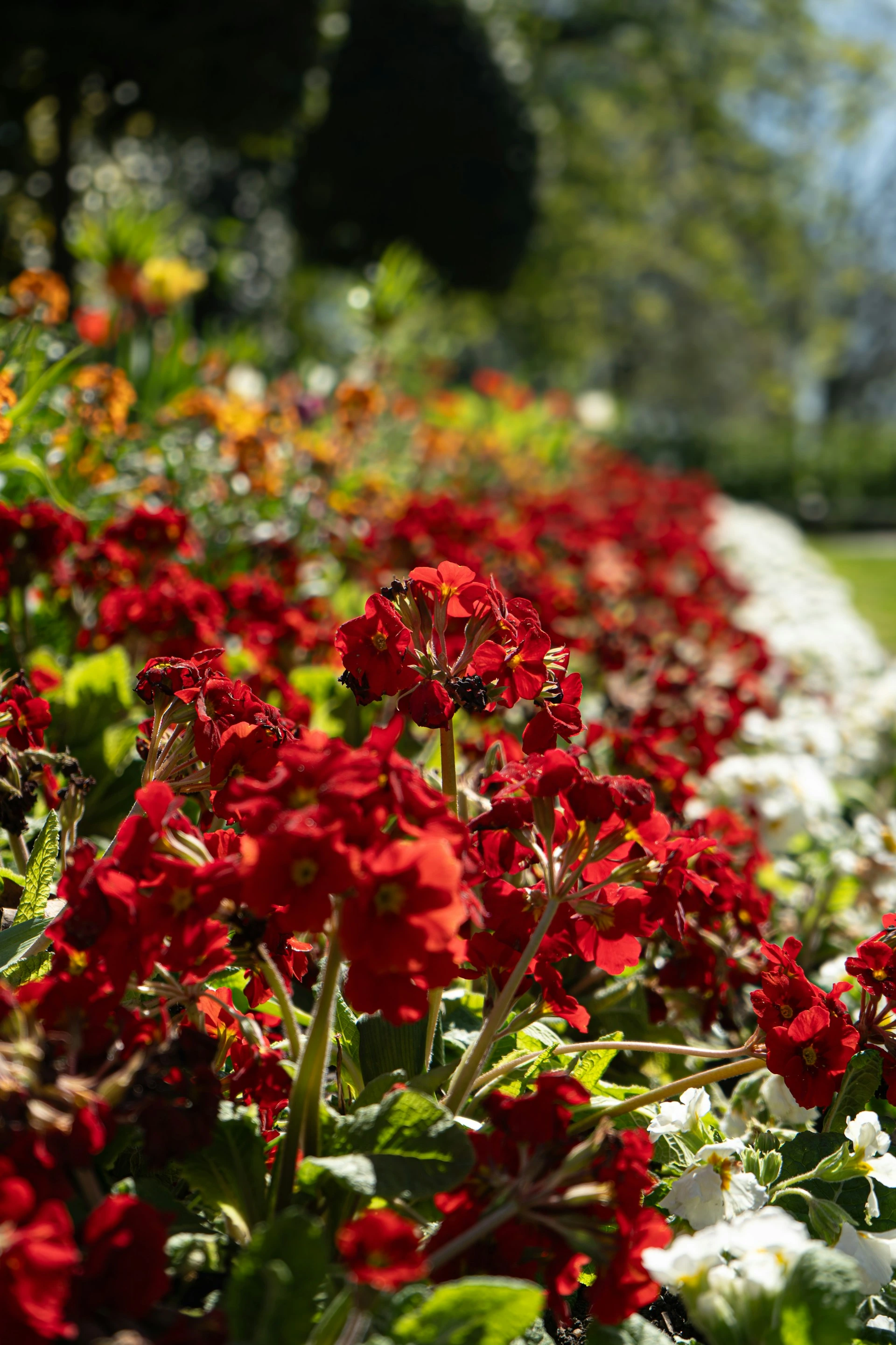 garden bed